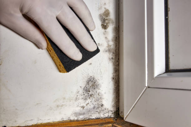 Best Real Estate Mold Inspection  in USA